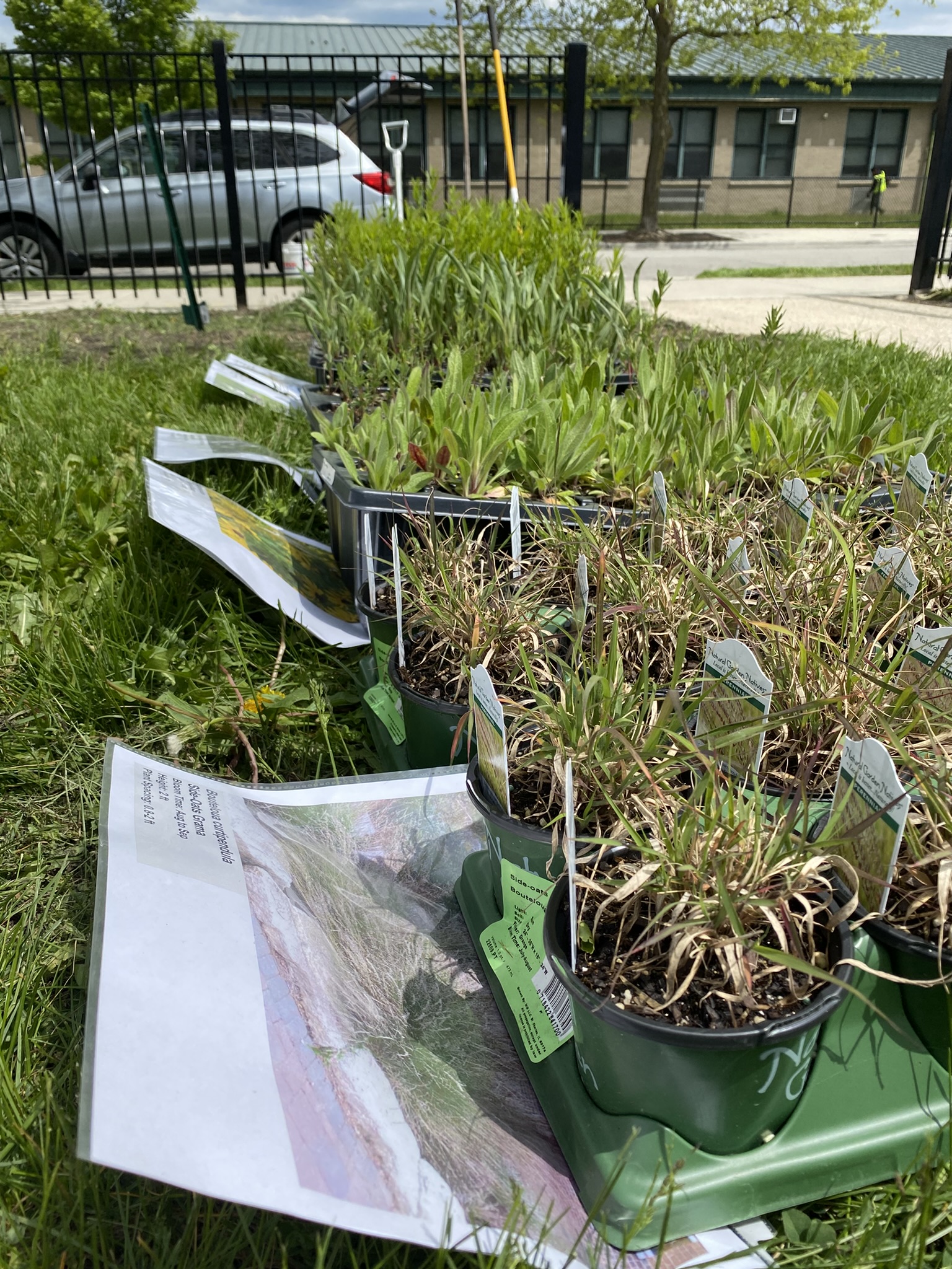 Plant plugs that students will be planting at a site at their school, George Washington High School in Chicago.